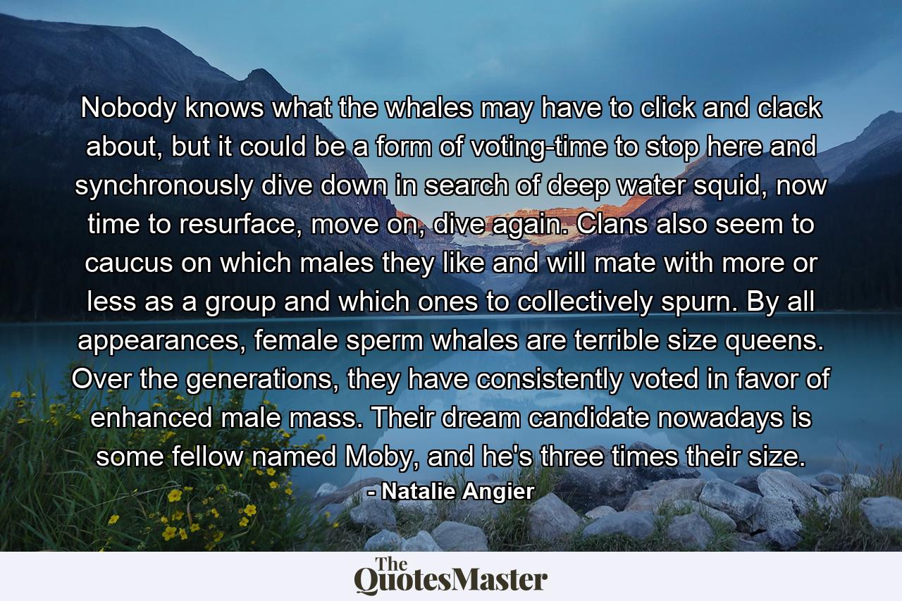 Nobody knows what the whales may have to click and clack about, but it could be a form of voting-time to stop here and synchronously dive down in search of deep water squid, now time to resurface, move on, dive again. Clans also seem to caucus on which males they like and will mate with more or less as a group and which ones to collectively spurn. By all appearances, female sperm whales are terrible size queens. Over the generations, they have consistently voted in favor of enhanced male mass. Their dream candidate nowadays is some fellow named Moby, and he's three times their size. - Quote by Natalie Angier