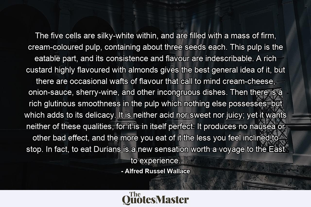 The five cells are silky-white within, and are filled with a mass of firm, cream-coloured pulp, containing about three seeds each. This pulp is the eatable part, and its consistence and flavour are indescribable. A rich custard highly flavoured with almonds gives the best general idea of it, but there are occasional wafts of flavour that call to mind cream-cheese, onion-sauce, sherry-wine, and other incongruous dishes. Then there is a rich glutinous smoothness in the pulp which nothing else possesses, but which adds to its delicacy. It is neither acid nor sweet nor juicy; yet it wants neither of these qualities, for it is in itself perfect. It produces no nausea or other bad effect, and the more you eat of it the less you feel inclined to stop. In fact, to eat Durians is a new sensation worth a voyage to the East to experience. - Quote by Alfred Russel Wallace