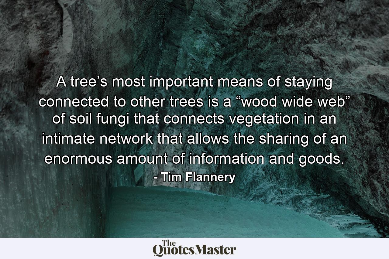 A tree’s most important means of staying connected to other trees is a “wood wide web” of soil fungi that connects vegetation in an intimate network that allows the sharing of an enormous amount of information and goods. - Quote by Tim Flannery