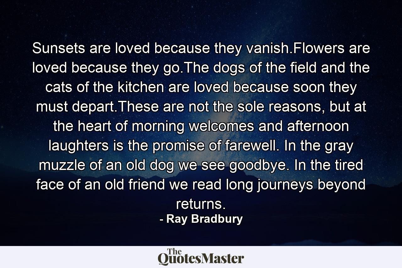 Sunsets are loved because they vanish.Flowers are loved because they go.The dogs of the field and the cats of the kitchen are loved because soon they must depart.These are not the sole reasons, but at the heart of morning welcomes and afternoon laughters is the promise of farewell. In the gray muzzle of an old dog we see goodbye. In the tired face of an old friend we read long journeys beyond returns. - Quote by Ray Bradbury