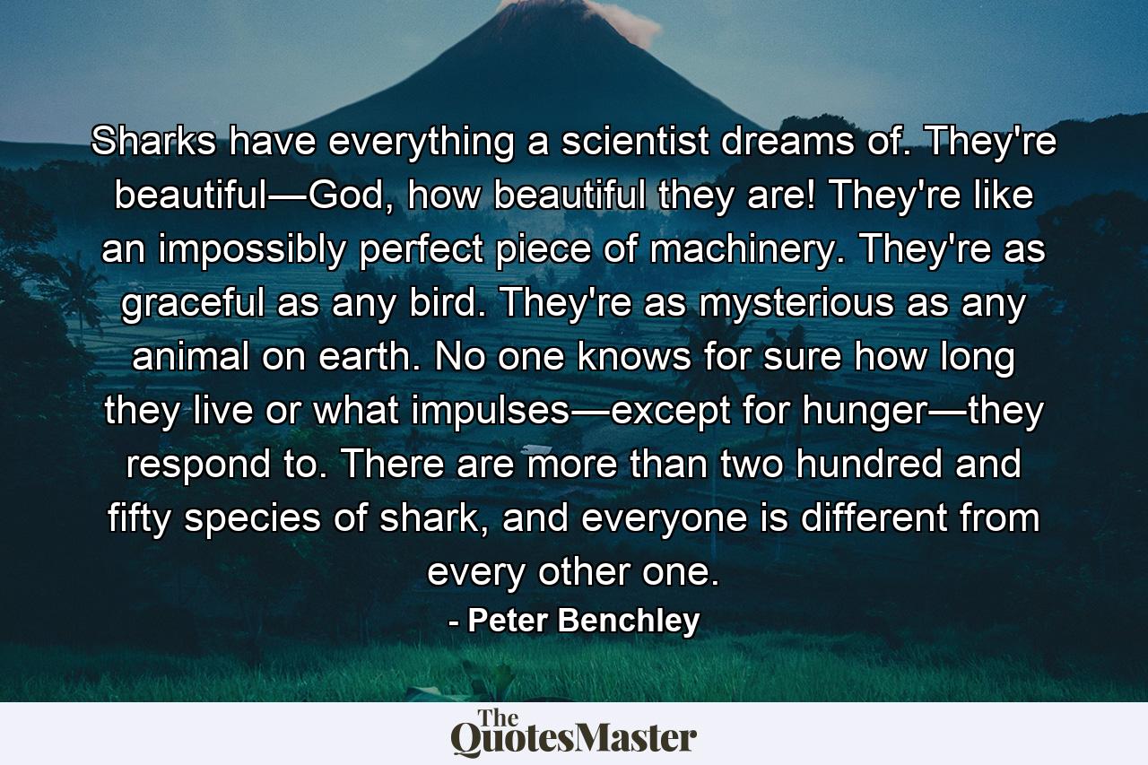 Sharks have everything a scientist dreams of. They're beautiful―God, how beautiful they are! They're like an impossibly perfect piece of machinery. They're as graceful as any bird. They're as mysterious as any animal on earth. No one knows for sure how long they live or what impulses―except for hunger―they respond to. There are more than two hundred and fifty species of shark, and everyone is different from every other one. - Quote by Peter Benchley