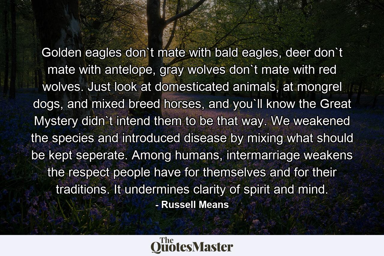 Golden eagles don`t mate with bald eagles, deer don`t mate with antelope, gray wolves don`t mate with red wolves. Just look at domesticated animals, at mongrel dogs, and mixed breed horses, and you`ll know the Great Mystery didn`t intend them to be that way. We weakened the species and introduced disease by mixing what should be kept seperate. Among humans, intermarriage weakens the respect people have for themselves and for their traditions. It undermines clarity of spirit and mind. - Quote by Russell Means