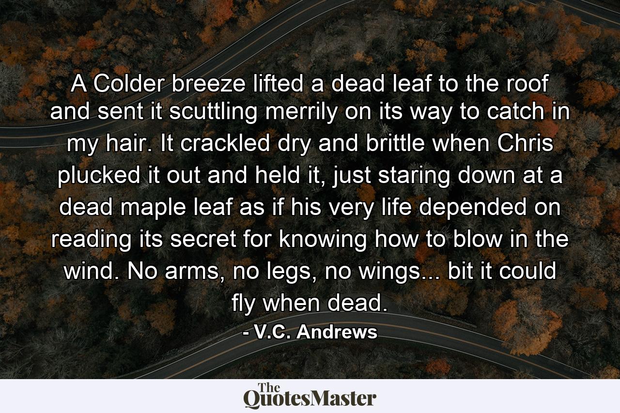 A Colder breeze lifted a dead leaf to the roof and sent it scuttling merrily on its way to catch in my hair. It crackled dry and brittle when Chris plucked it out and held it, just staring down at a dead maple leaf as if his very life depended on reading its secret for knowing how to blow in the wind. No arms, no legs, no wings... bit it could fly when dead. - Quote by V.C. Andrews