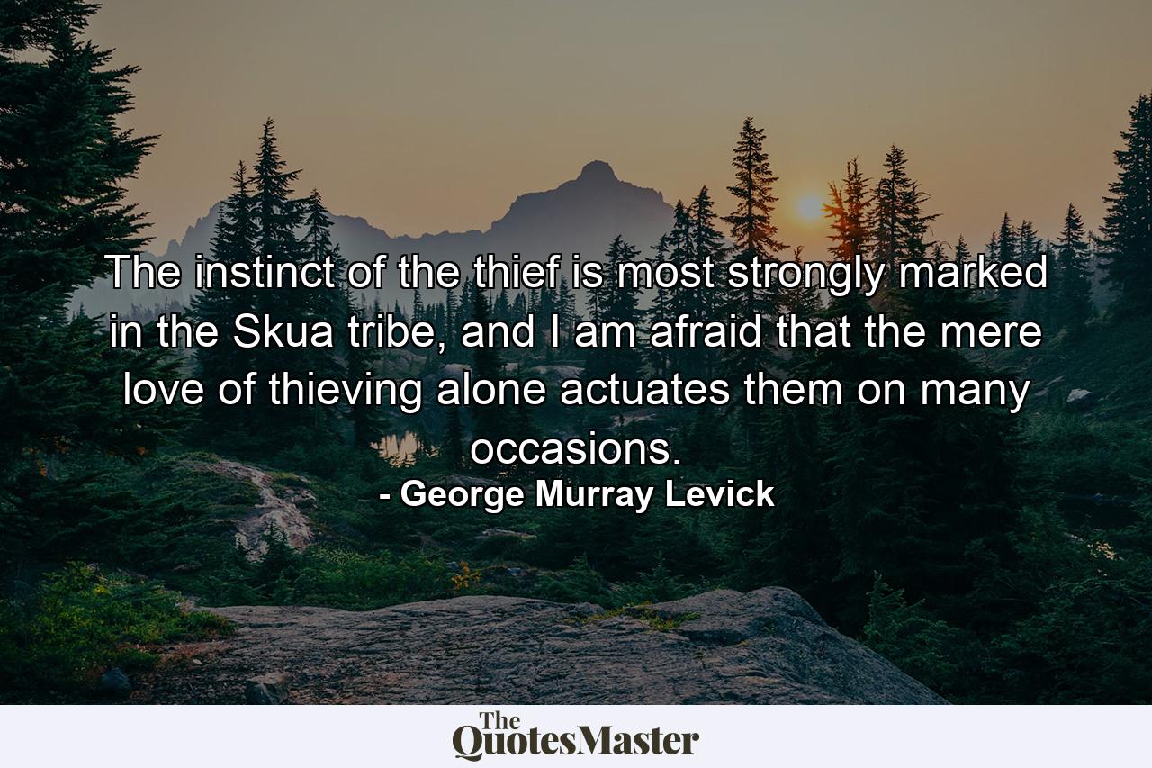 The instinct of the thief is most strongly marked in the Skua tribe, and I am afraid that the mere love of thieving alone actuates them on many occasions. - Quote by George Murray Levick