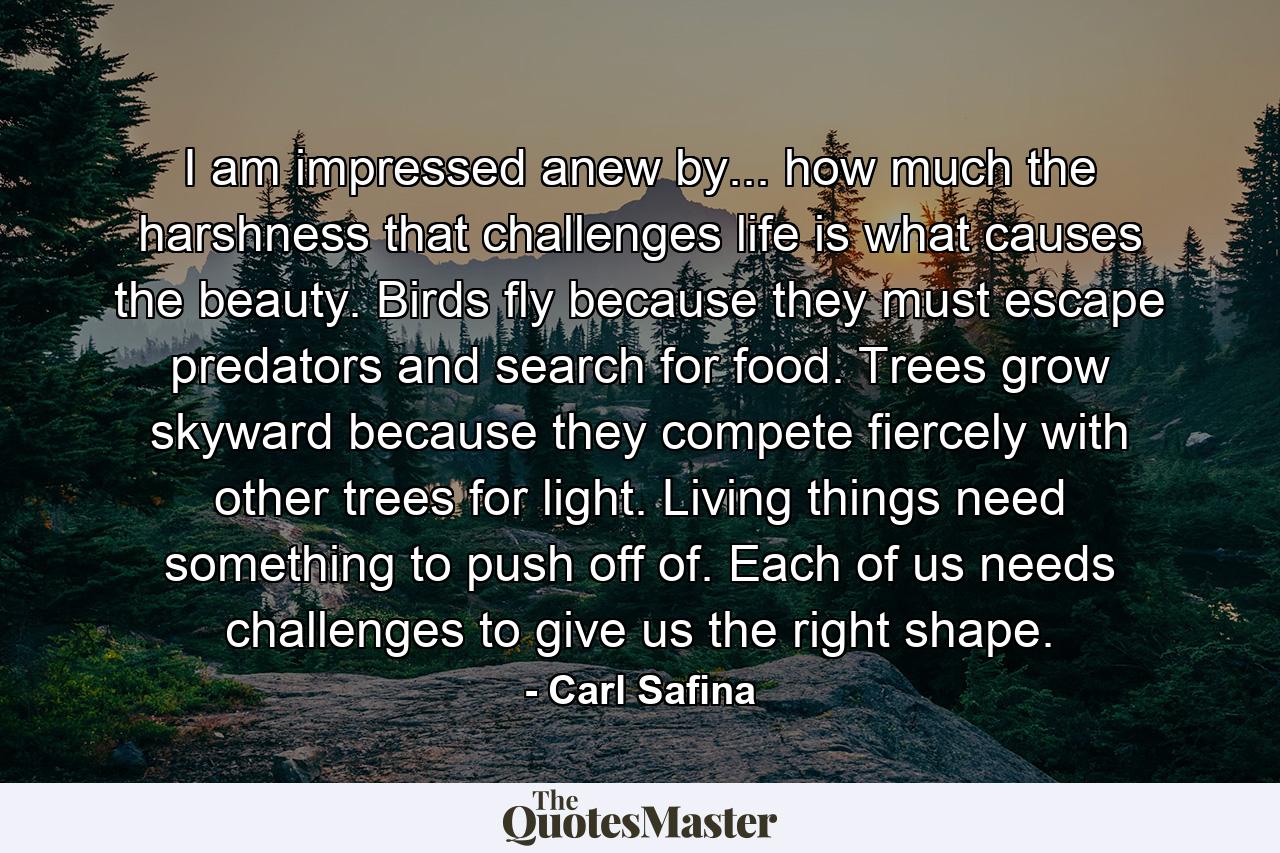 I am impressed anew by... how much the harshness that challenges life is what causes the beauty. Birds fly because they must escape predators and search for food. Trees grow skyward because they compete fiercely with other trees for light. Living things need something to push off of. Each of us needs challenges to give us the right shape. - Quote by Carl Safina