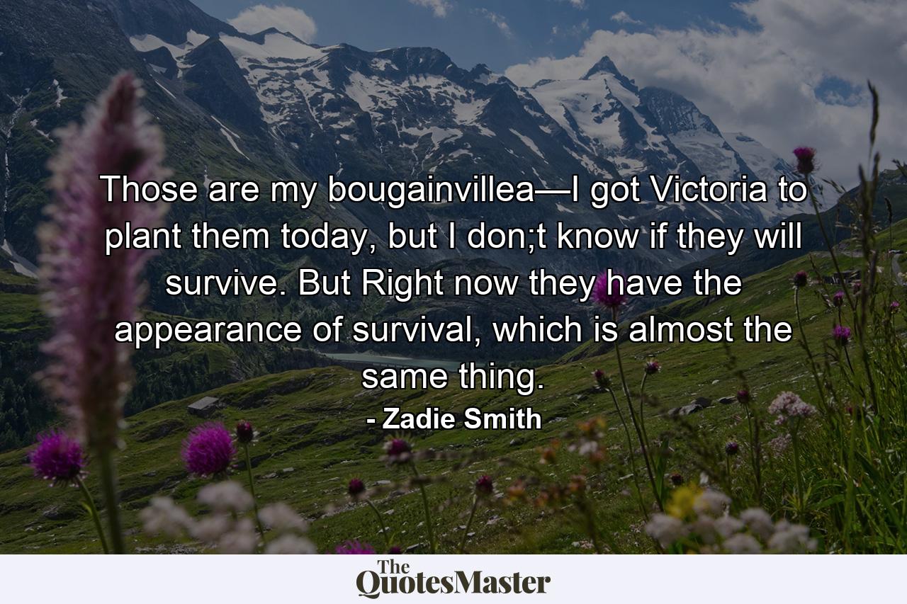 Those are my bougainvillea—I got Victoria to plant them today, but I don;t know if they will survive. But Right now they have the appearance of survival, which is almost the same thing. - Quote by Zadie Smith