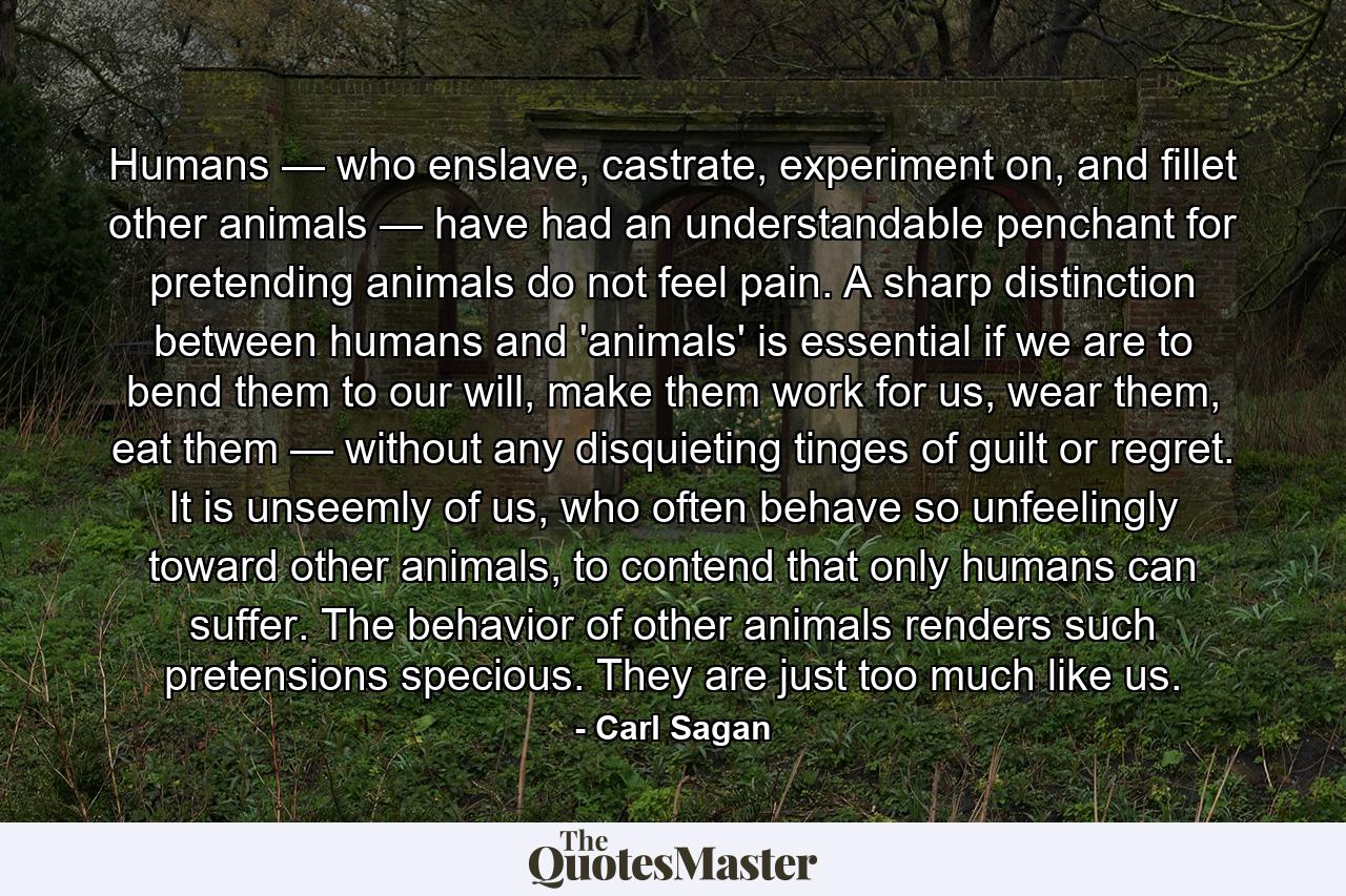 Humans — who enslave, castrate, experiment on, and fillet other animals — have had an understandable penchant for pretending animals do not feel pain. A sharp distinction between humans and 'animals' is essential if we are to bend them to our will, make them work for us, wear them, eat them — without any disquieting tinges of guilt or regret. It is unseemly of us, who often behave so unfeelingly toward other animals, to contend that only humans can suffer. The behavior of other animals renders such pretensions specious. They are just too much like us. - Quote by Carl Sagan