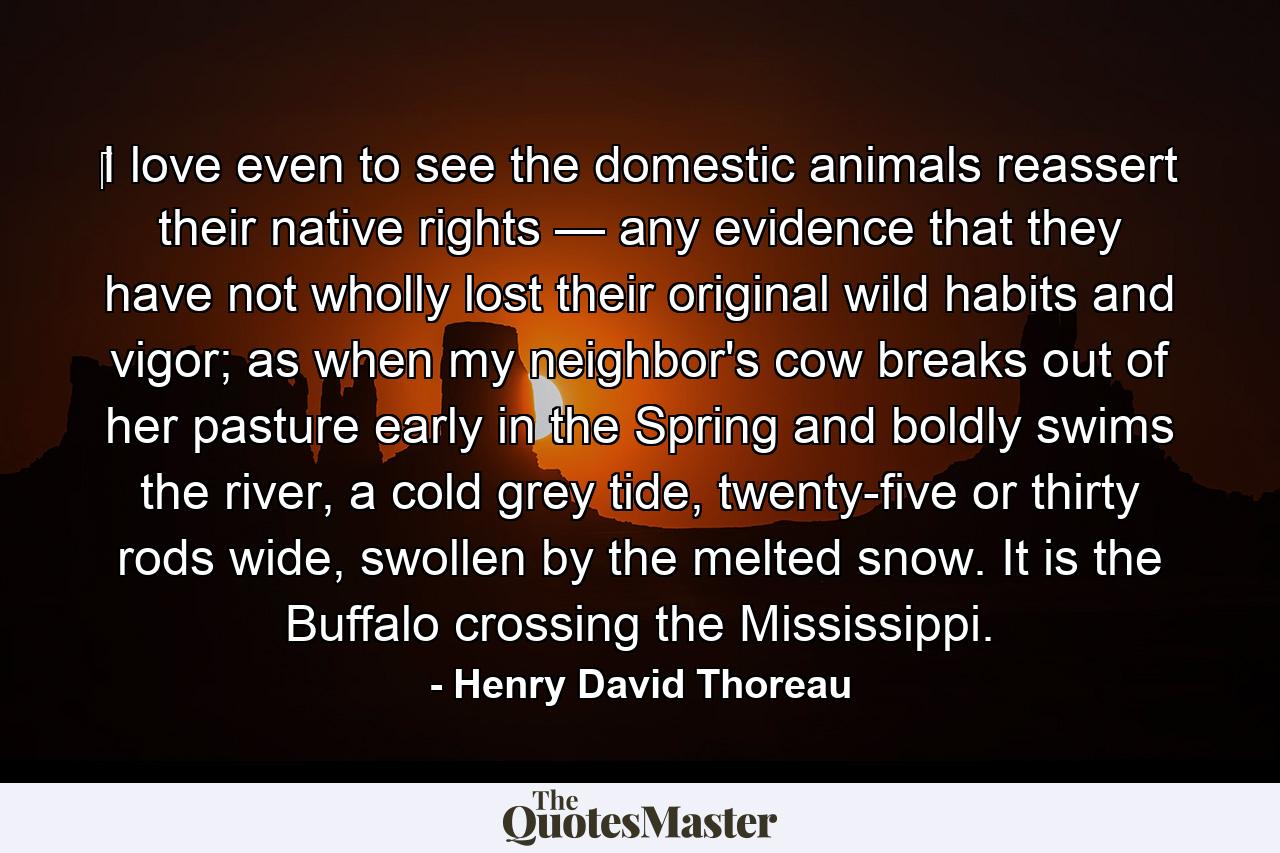 ‎I love even to see the domestic animals reassert their native rights — any evidence that they have not wholly lost their original wild habits and vigor; as when my neighbor's cow breaks out of her pasture early in the Spring and boldly swims the river, a cold grey tide, twenty-five or thirty rods wide, swollen by the melted snow. It is the Buffalo crossing the Mississippi. - Quote by Henry David Thoreau