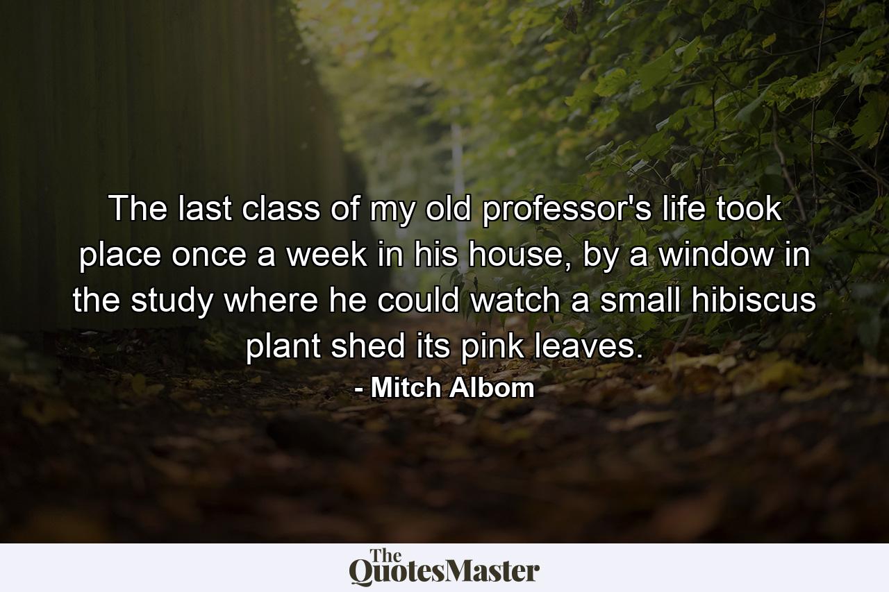 The last class of my old professor's life took place once a week in his house, by a window in the study where he could watch a small hibiscus plant shed its pink leaves. - Quote by Mitch Albom