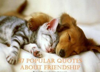 37 Popular quotes about friendship