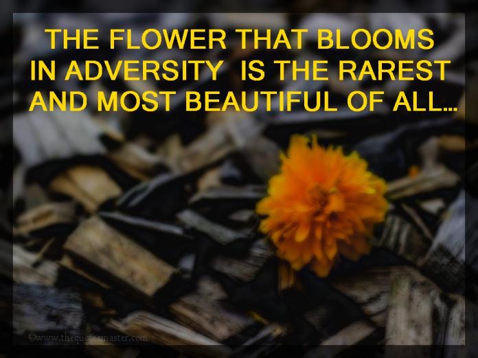 Picture quotes about adversity
