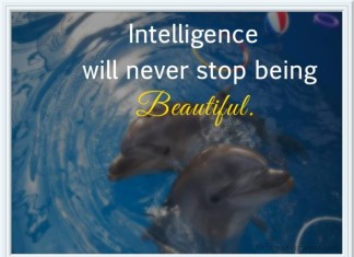 Intelligence picture quotes
