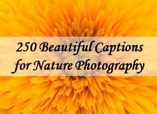 250 Beautiful Captions for Nature Photography