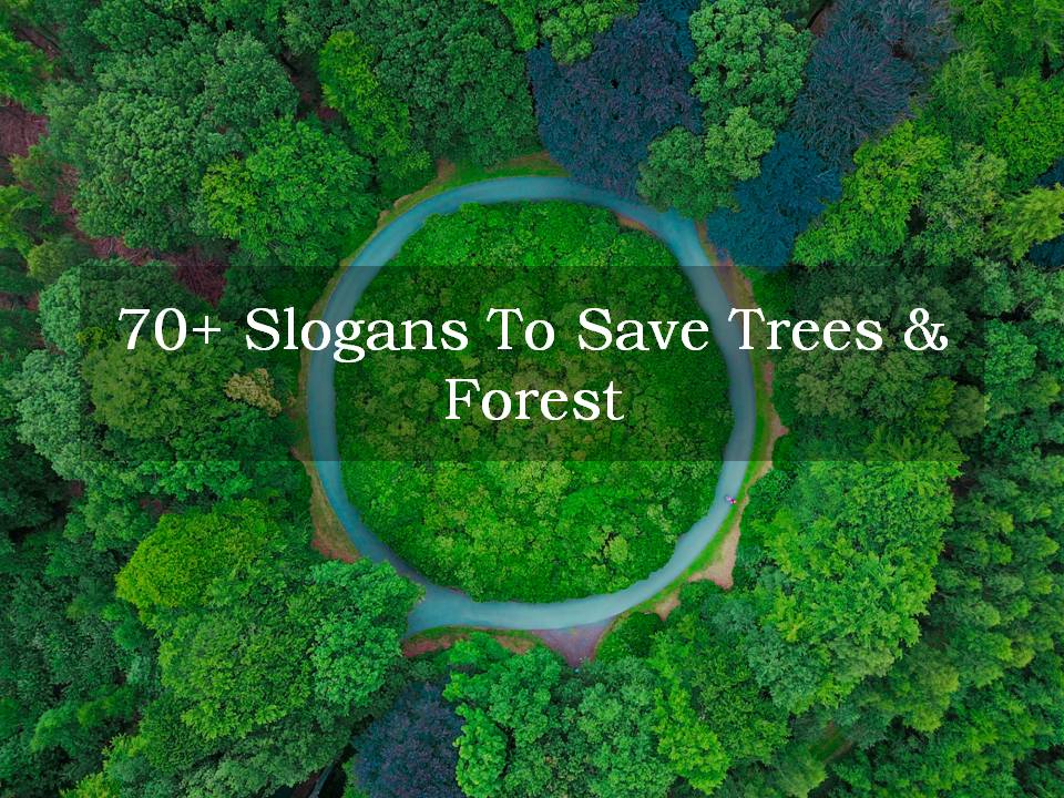 70+ Slogans To Save Trees & Forest
