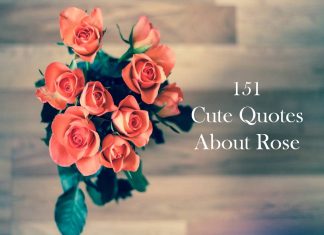 151 Cute Quotes About Rose